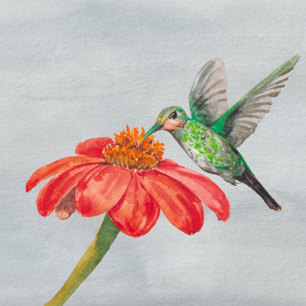 Watercolor hummingbird feeding at a zinnia