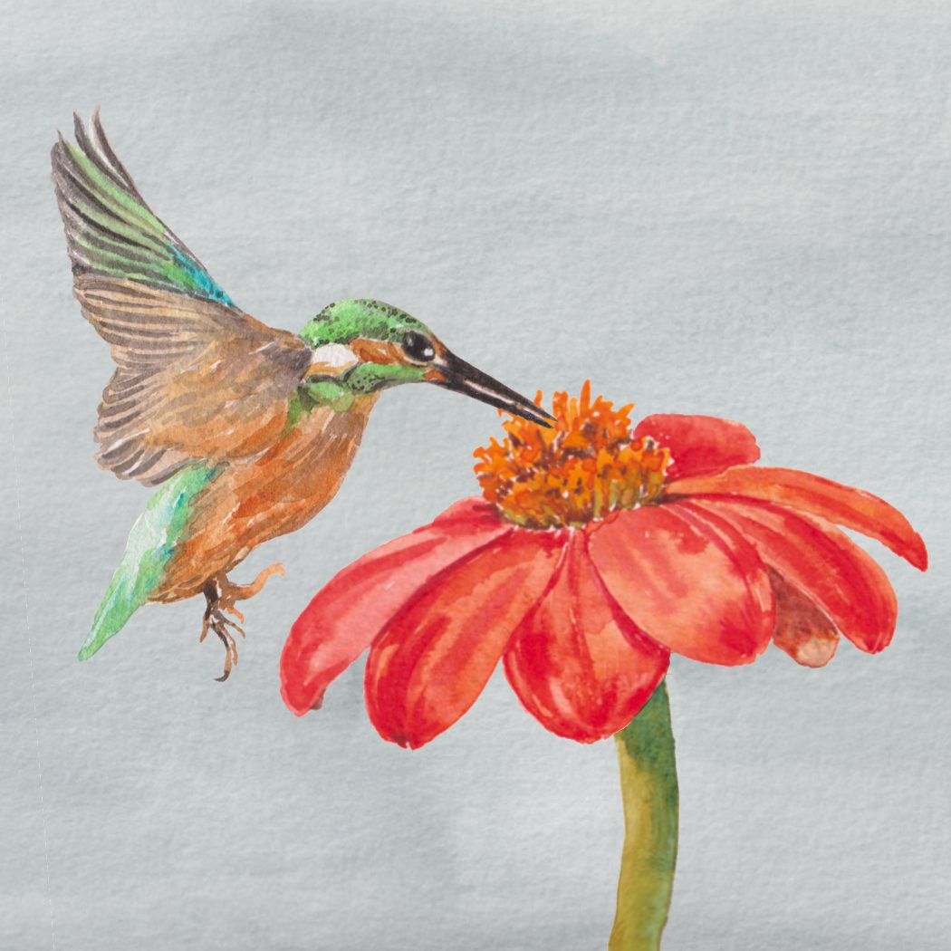 Watercolor of a hummingbird and an orange zinnia