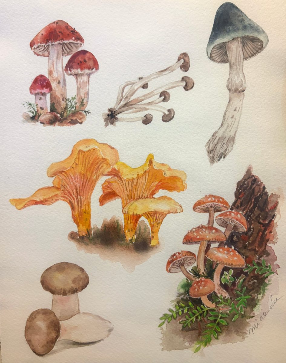Watercolor mushroom study