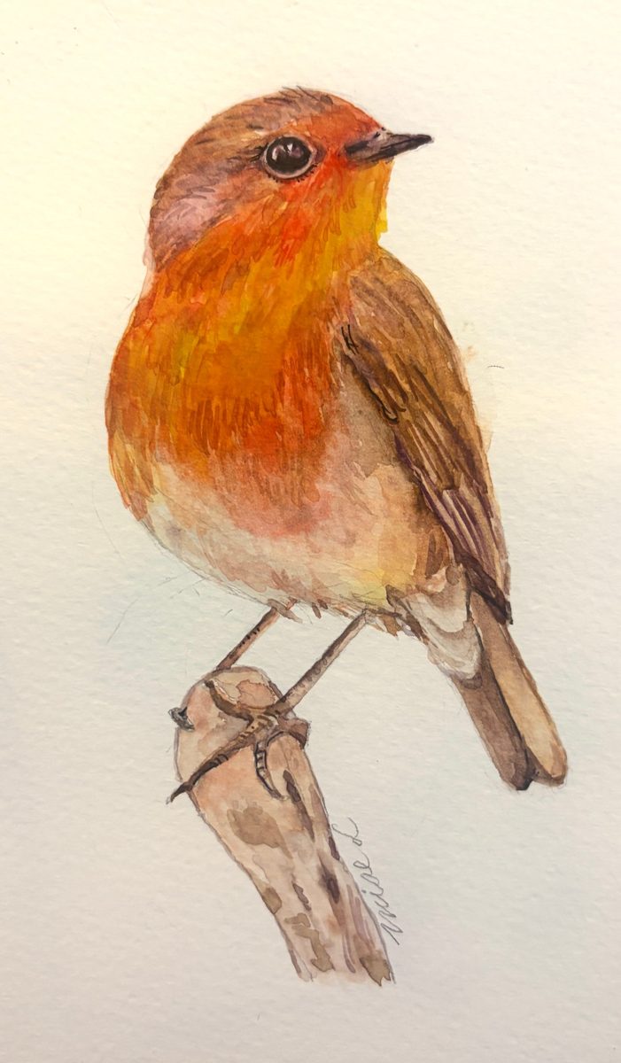 Watercolor of a robin perched on a branch